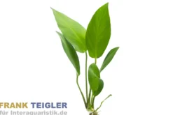 Gillets Speerblatt, Anubias gilletii, im Topf