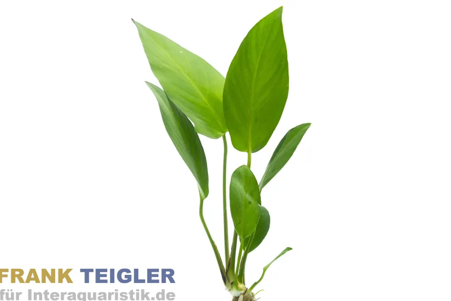 Gillets Speerblatt, Anubias gilletii, im Topf