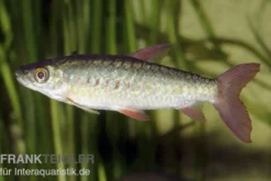 Glanzsalmler, Chalceus macrolepidotus, 6-7 cm