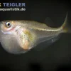 Glasbeilbauch, Carnegiella myersi