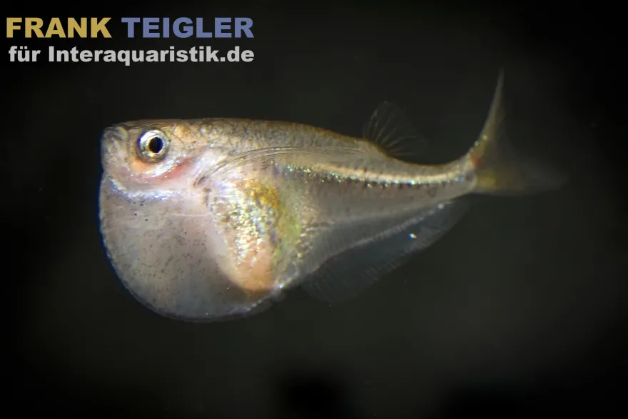Glasbeilbauch, Carnegiella myersi