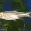 Glasbärbling, Rasbora trilineata