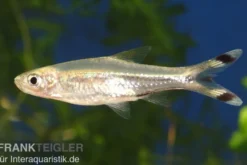 Glasbärbling, Rasbora trilineata