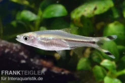 Glasbärbling, Rasbora trilineata
