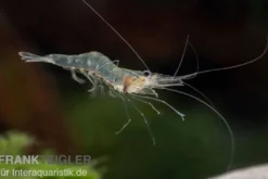 Glasgarnele, Macrobrachium lanchesteri
