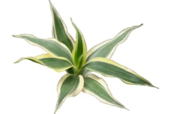 Glücksbambus, Dracaena sanderiana (Terrariumpflanze)