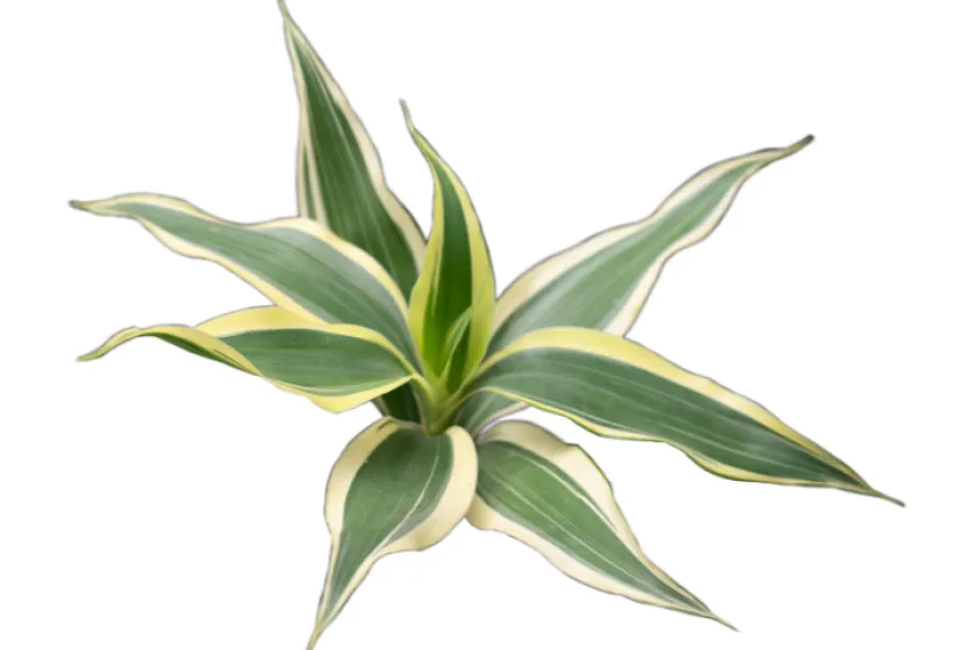 Glücksbambus, Dracaena sanderiana (Terrariumpflanze)
