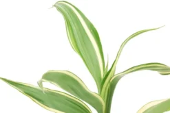 Glücksbambus, Dracaena sanderiana (Terrariumpflanze)