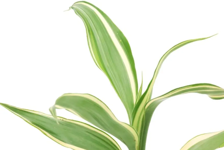 Glücksbambus, Dracaena sanderiana (Terrariumpflanze)