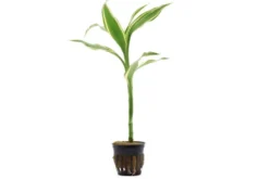 Glücksbambus, Dracaena sanderiana (Terrariumpflanze)