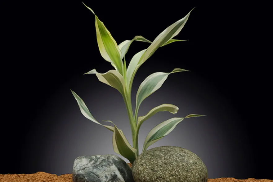 Glücksbambus, Dracaena sanderiana (Terrariumpflanze)