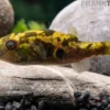 Glühaugen-Kugelfisch, Tetraodon cutcutia