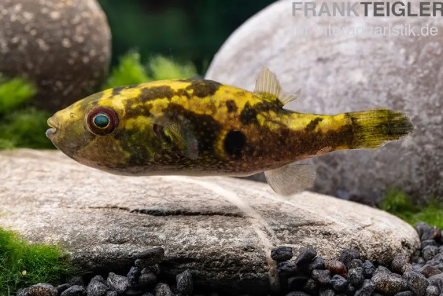 Glühaugen-Kugelfisch, Tetraodon cutcutia