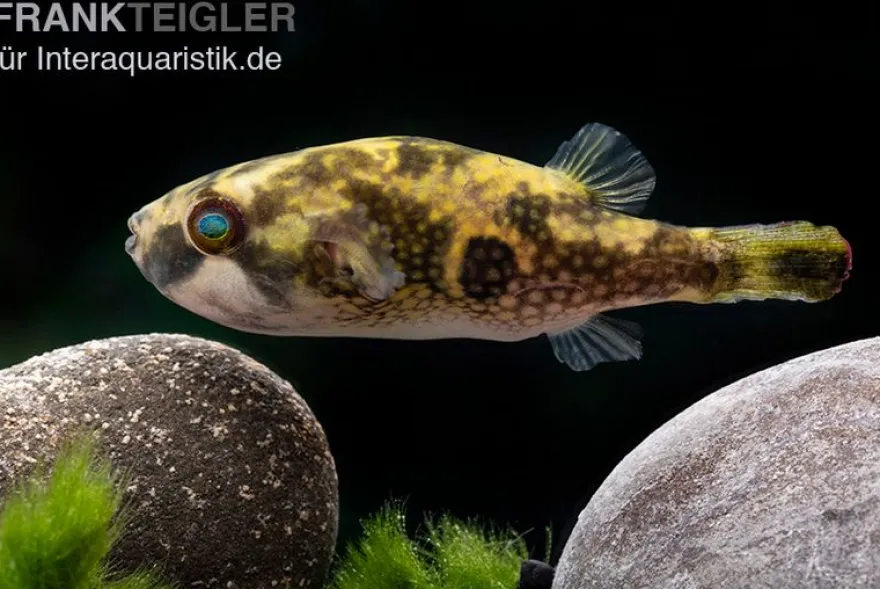 Glühaugen-Kugelfisch, Tetraodon cutcutia