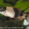 Glühkohlenbarbe, Barbus fasciatus (Haludaria/Puntius/Pethia fasciata)