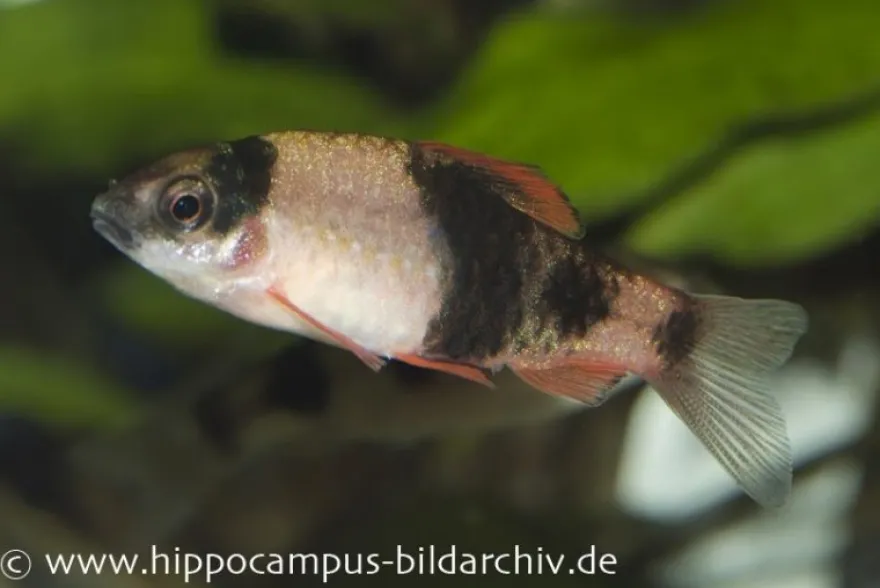 Glühkohlenbarbe, Barbus fasciatus (Haludaria/Puntius/Pethia fasciata)