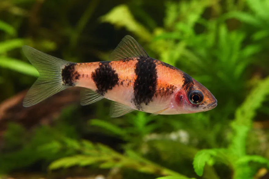 Glühkohlenbarbe, Barbus fasciatus (Haludaria/Puntius/Pethia fasciata)