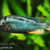 Glühkohlenmaulbrüter, Astatotilapia nubila
