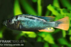 Glühkohlenmaulbrüter, Astatotilapia nubila