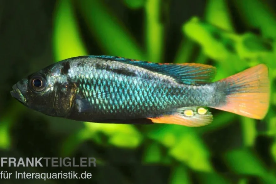Glühkohlenmaulbrüter, Astatotilapia nubila