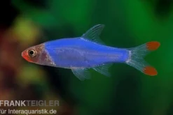 Glühköpfchen, Sawbwa resplendens (Nacktlaube)