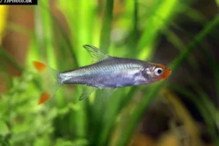 Glühköpfchen, Sawbwa resplendens (Nacktlaube)