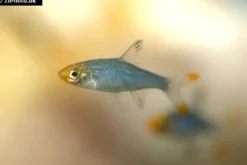Glühköpfchen, Sawbwa resplendens (Nacktlaube)