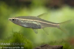 Glühlichtbärbling, Rasbora pauciperforata