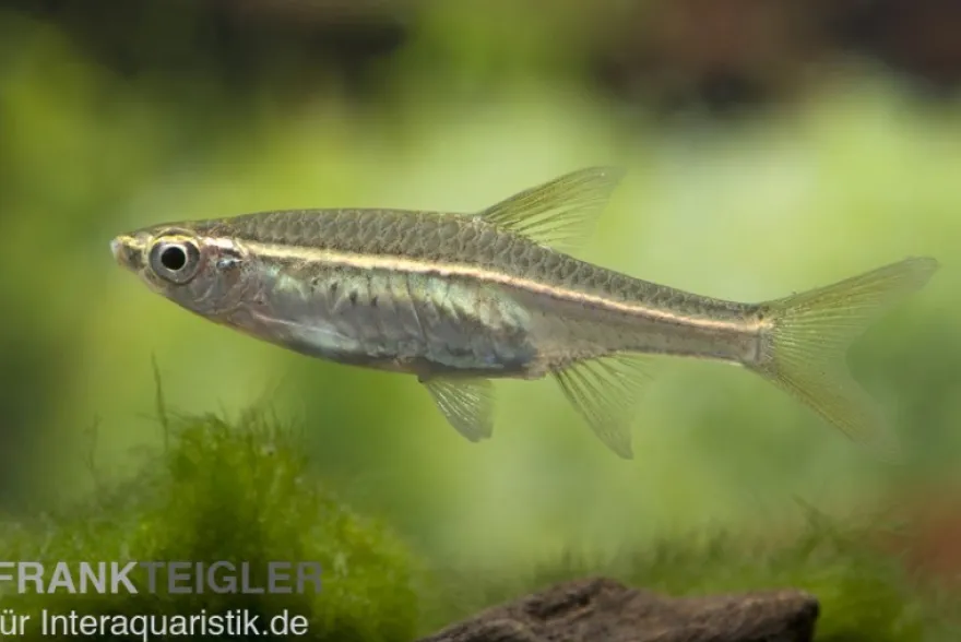 Glühlichtbärbling, Rasbora pauciperforata