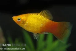 Glühlicht Platy Gold, Xiphophorus maculatus