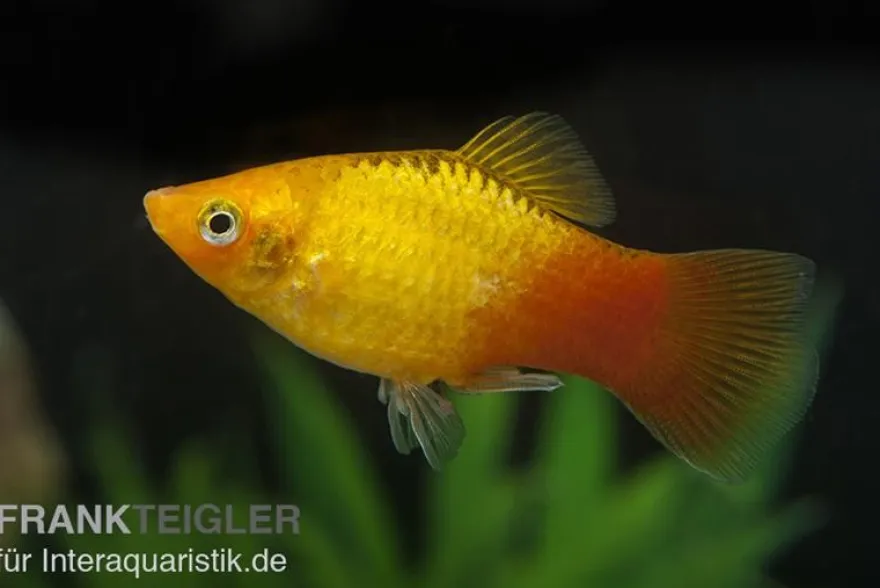 Glühlicht Platy Gold, Xiphophorus maculatus