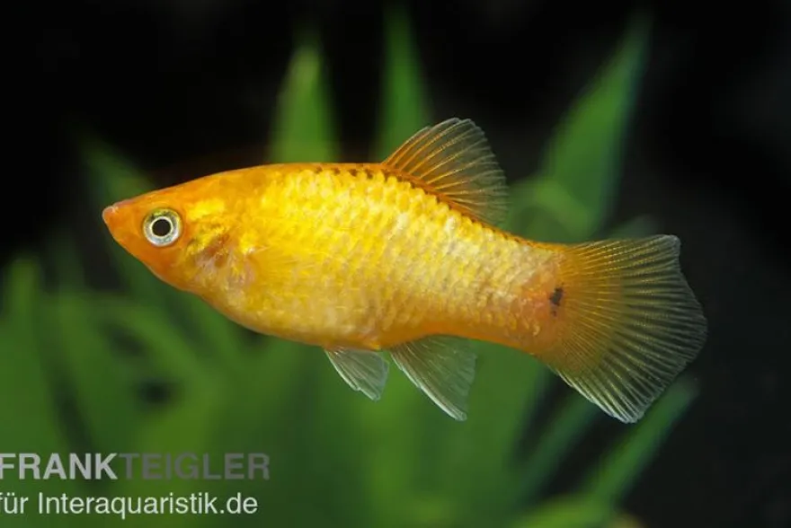 Glühlicht Platy Gold, Xiphophorus maculatus