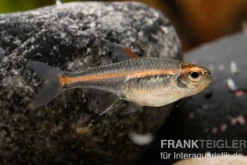 Glühlichtsalmler, Hemigrammus erythrozonus