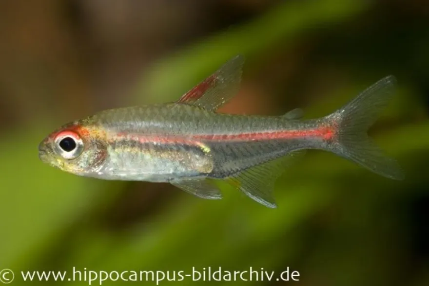 Glühlichtsalmler, Hemigrammus erythrozonus