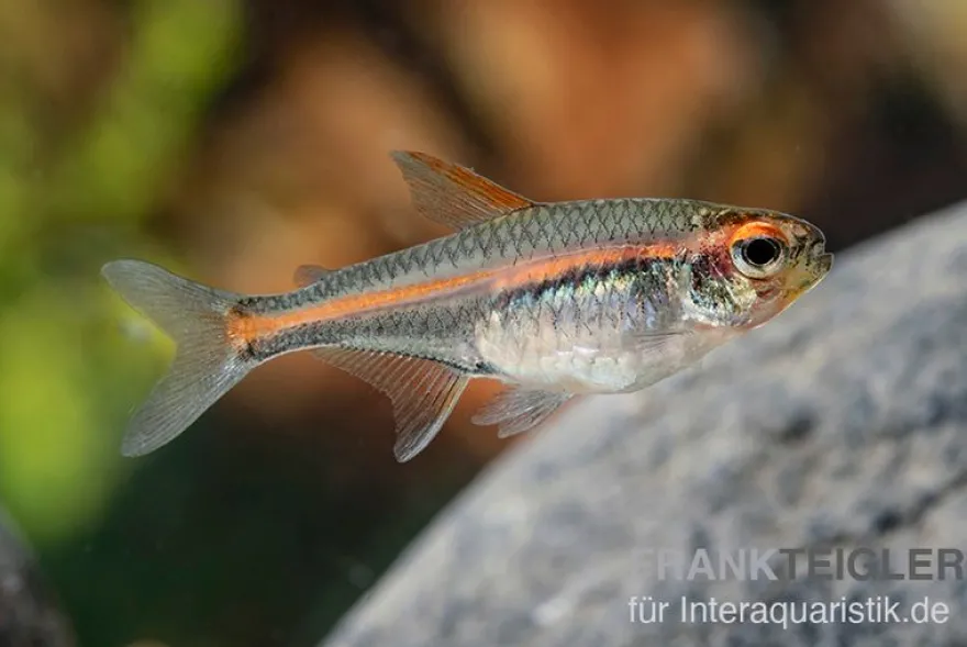 Glühlichtsalmler, Hemigrammus erythrozonus