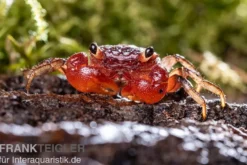 Glühscheren-Vampirkrabbe, Geosesarma penangense, Zufällig ausgewählt