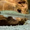 Glimmerlabeo, Crossocheilus latius