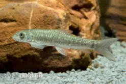Glimmerlabeo, Crossocheilus latius