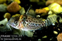 Glänzender Leopardpanzerwels, Corydoras ambiacus, 4-5 cm