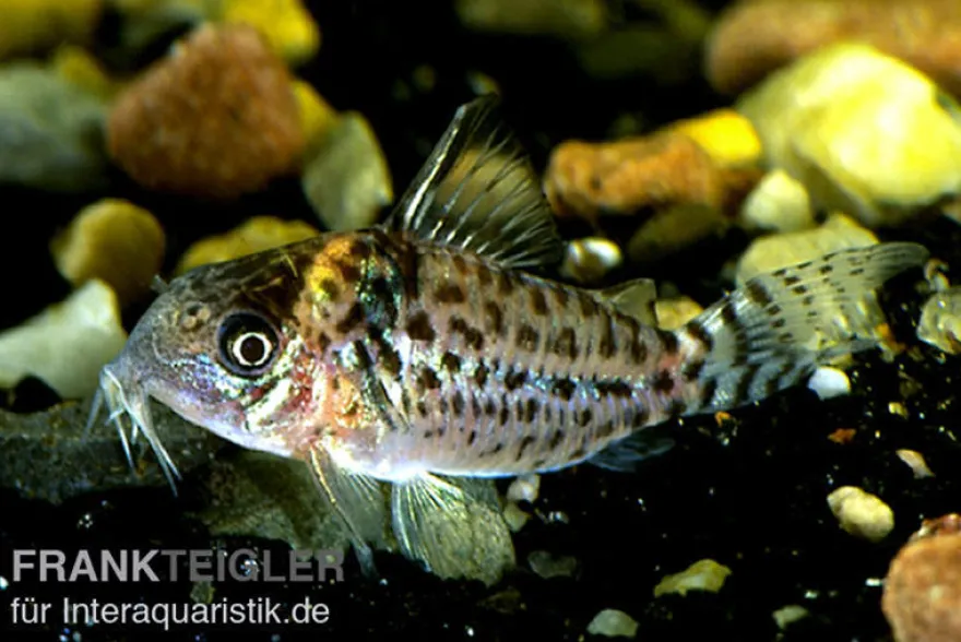 Glänzender Leopardpanzerwels, Corydoras ambiacus, 4-5 cm
