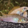 Glänzender Zwergbuntbarsch, Nanochromis splendens, 1 Paar
