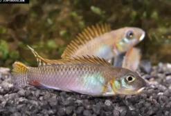 Glänzender Zwergbuntbarsch, Nanochromis splendens, 1 Paar
