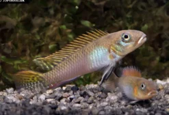 Glänzender Zwergbuntbarsch, Nanochromis splendens, 1 Paar
