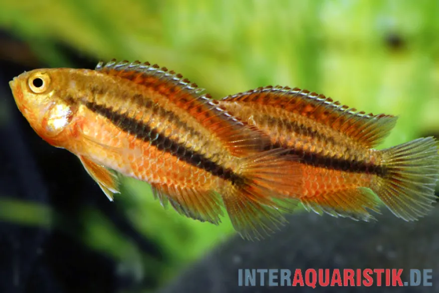 Glänzender Zwergbuntbarsch, Nannacara anomala, 2,5-3,5 cm