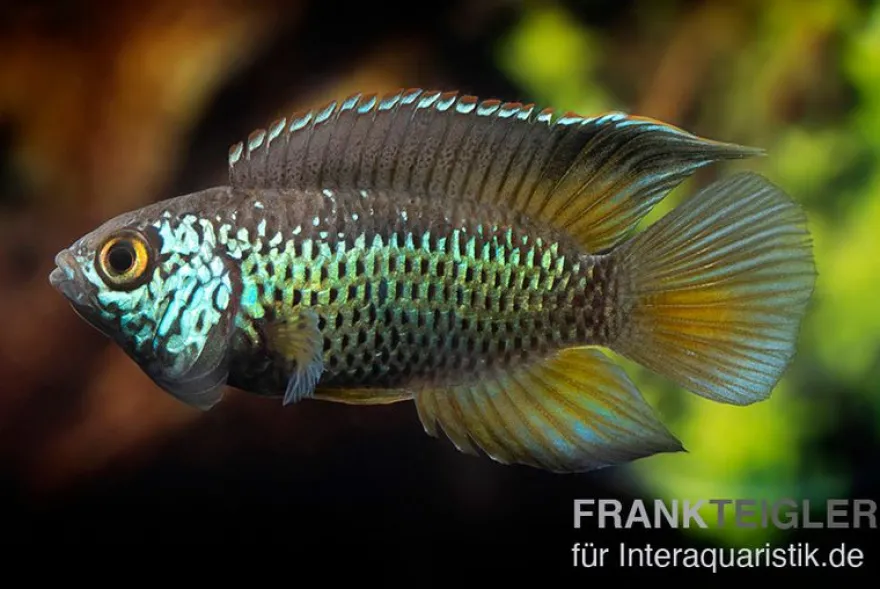 Glänzender Zwergbuntbarsch, Nannacara anomala, 2,5-3,5 cm