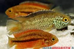 Glänzender Zwergbuntbarsch, Nannacara anomala, 2,5-3,5 cm