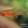 Glowlight-Rasbora, Sundadanio retiarius (Minifisch), 5 Stück