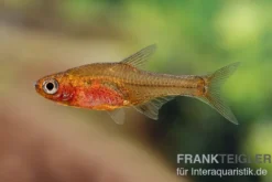 Glowlight-Rasbora, Sundadanio retiarius (Minifisch), 5 Stück