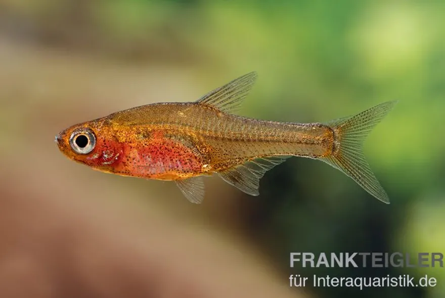Glowlight-Rasbora, Sundadanio retiarius (Minifisch), 5 Stück