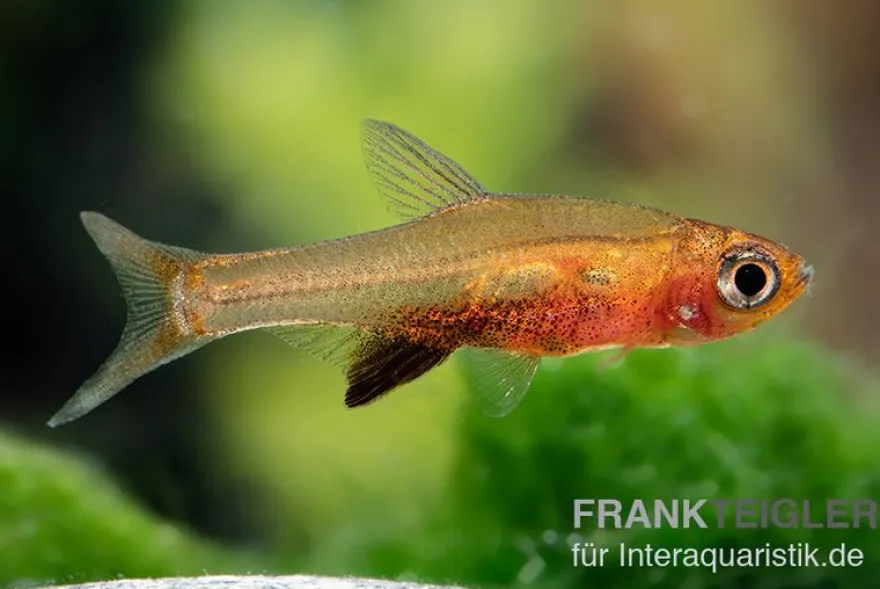 Glowlight-Rasbora, Sundadanio retiarius (Minifisch), 5 Stück